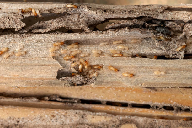 Best Ant Control Services  in Canon, GA